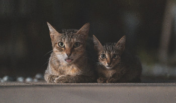 Кошки живут одни в квартире в элитном районе Усть-Каменогорска