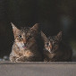 Кошки живут одни в квартире в элитном районе Усть-Каменогорска
