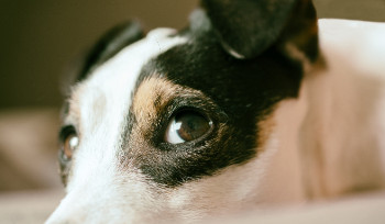 Сенаторы предложили в новом законе о животных отказаться от термина 