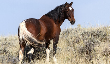 В Усть-Каменогорске бесконтрольно паслись коровы и лошади