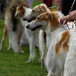 На World Dog Show 2026 в Болонье казахские тазы произвели фурор