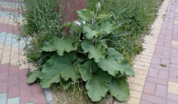 Парк Победы в Усть-Каменогорске зарастает сорняками