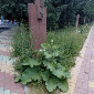 Парк Победы в Усть-Каменогорске зарастает сорняками