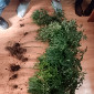В ВКО мужчина вырастил в квартире 12 кустов конопли