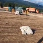 После Altai Fest территорию фестиваля убрали на рассвете